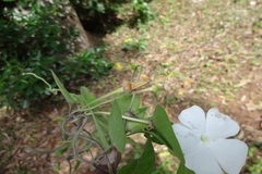 Thunbergia fragrans var. fragrans